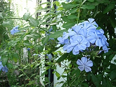 317 Longwood Gardens [2008 August 23]